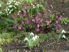 Dorothealiljer,vintergækker og den første Helleborus orientalis er i blomst 