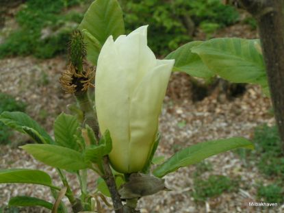 Gul magnolia knop