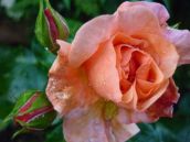 Apricola  Kordes rose